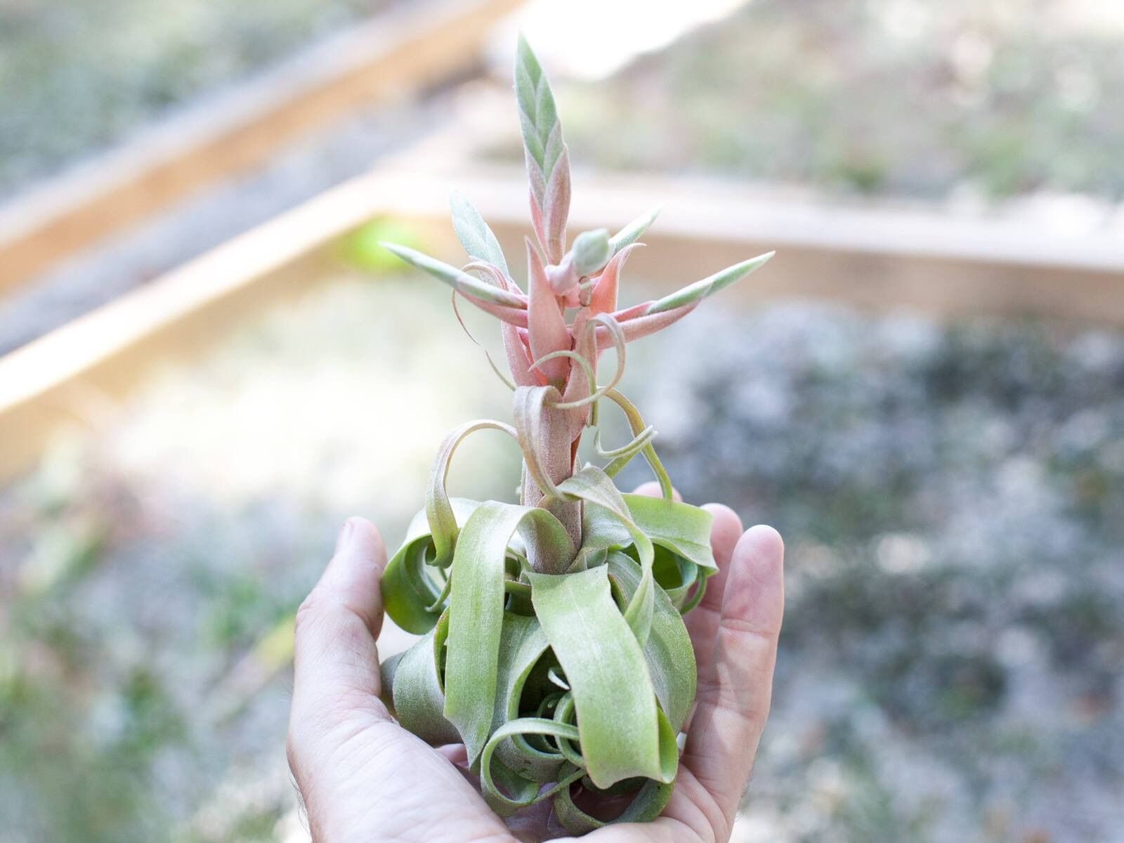 Cây không khí streptophylla