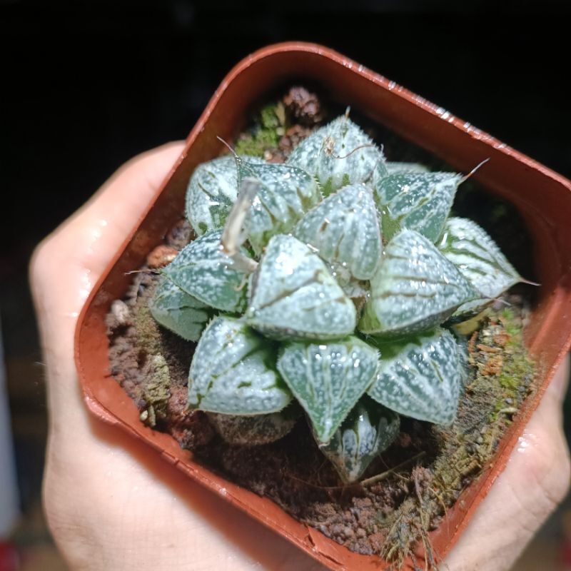 ( Sale 50%) Sen đá Haworthia yuki rất đẹp 6_7 cm