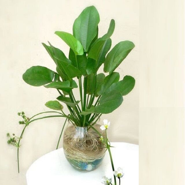 cây bách thuỷ tiên thuỷ sinh - 1 cây bách thuỷ tiên thuỷ sinh - không chậu (ảnh thật ảnh cuối)