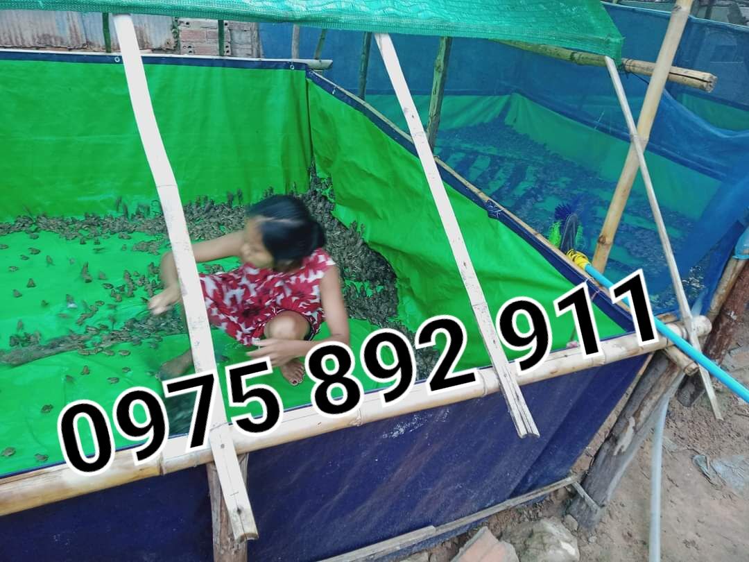 Bể bạt nuôi ốc , ếch cá , xanh bộ đội