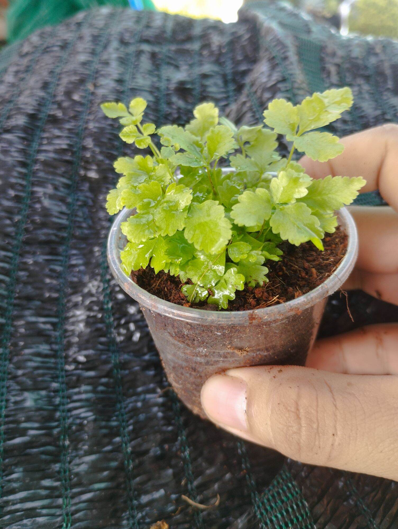 dương sỉ mini xanh