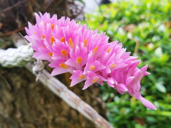 Hoa lan báo hỷ HOA TẾT