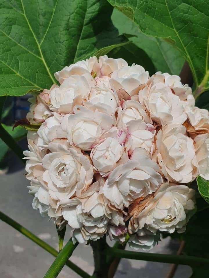 Cây hoa mộng thường, mộng cầm