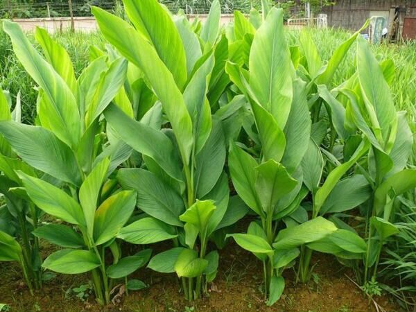 Giống cây nghệ ta củ vàng