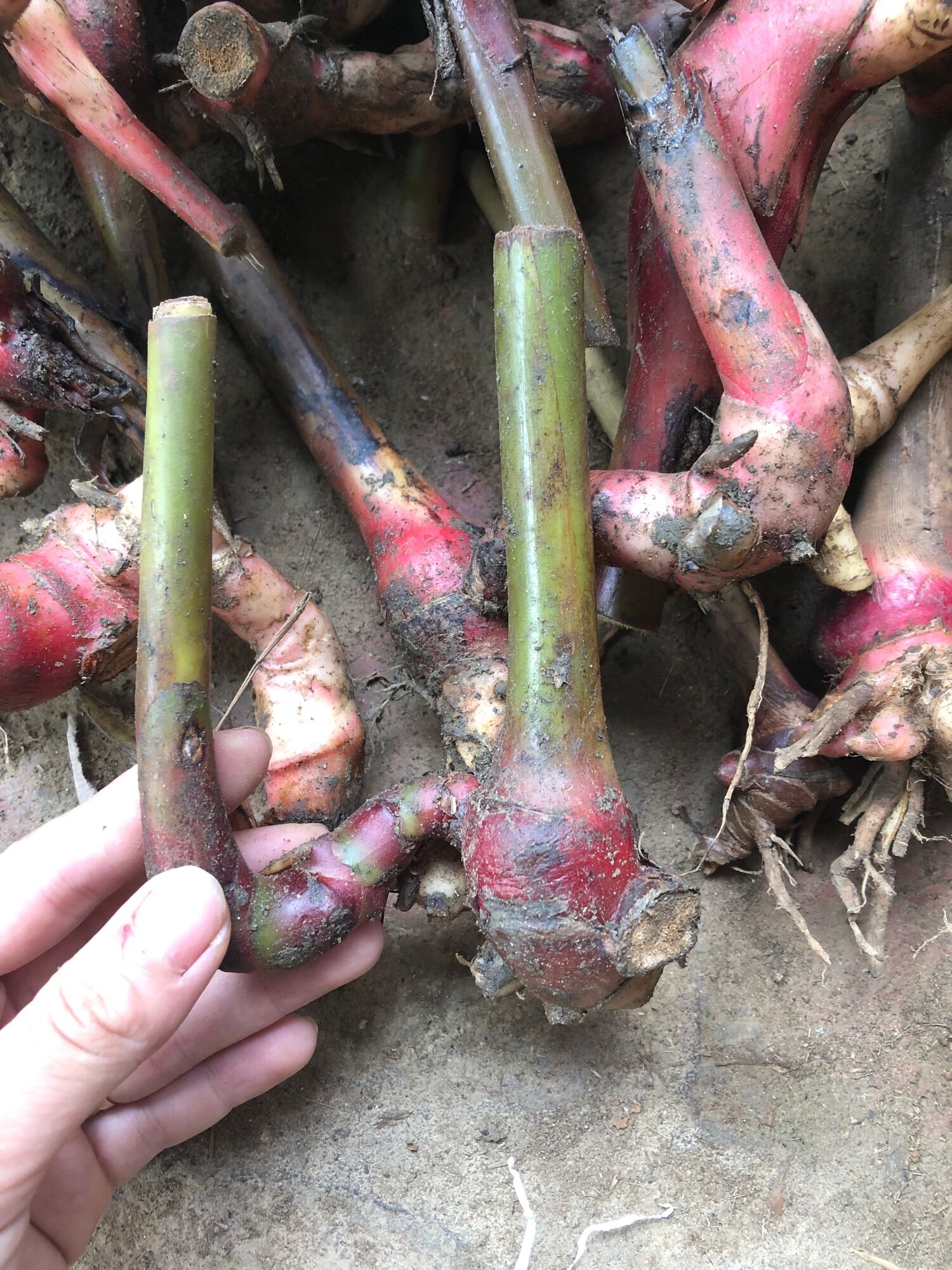 Củ hoa giềng tía