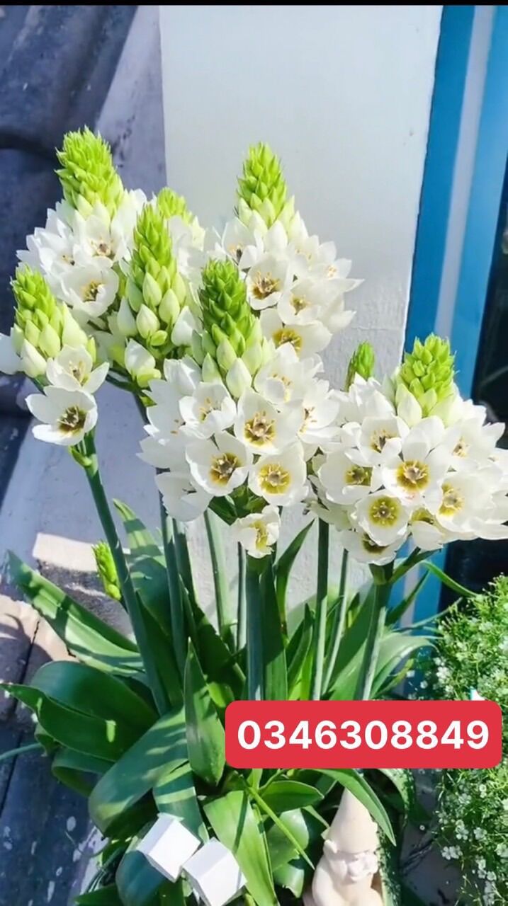 Củ hoa thiên Nga mắt ngọc(5 củ)