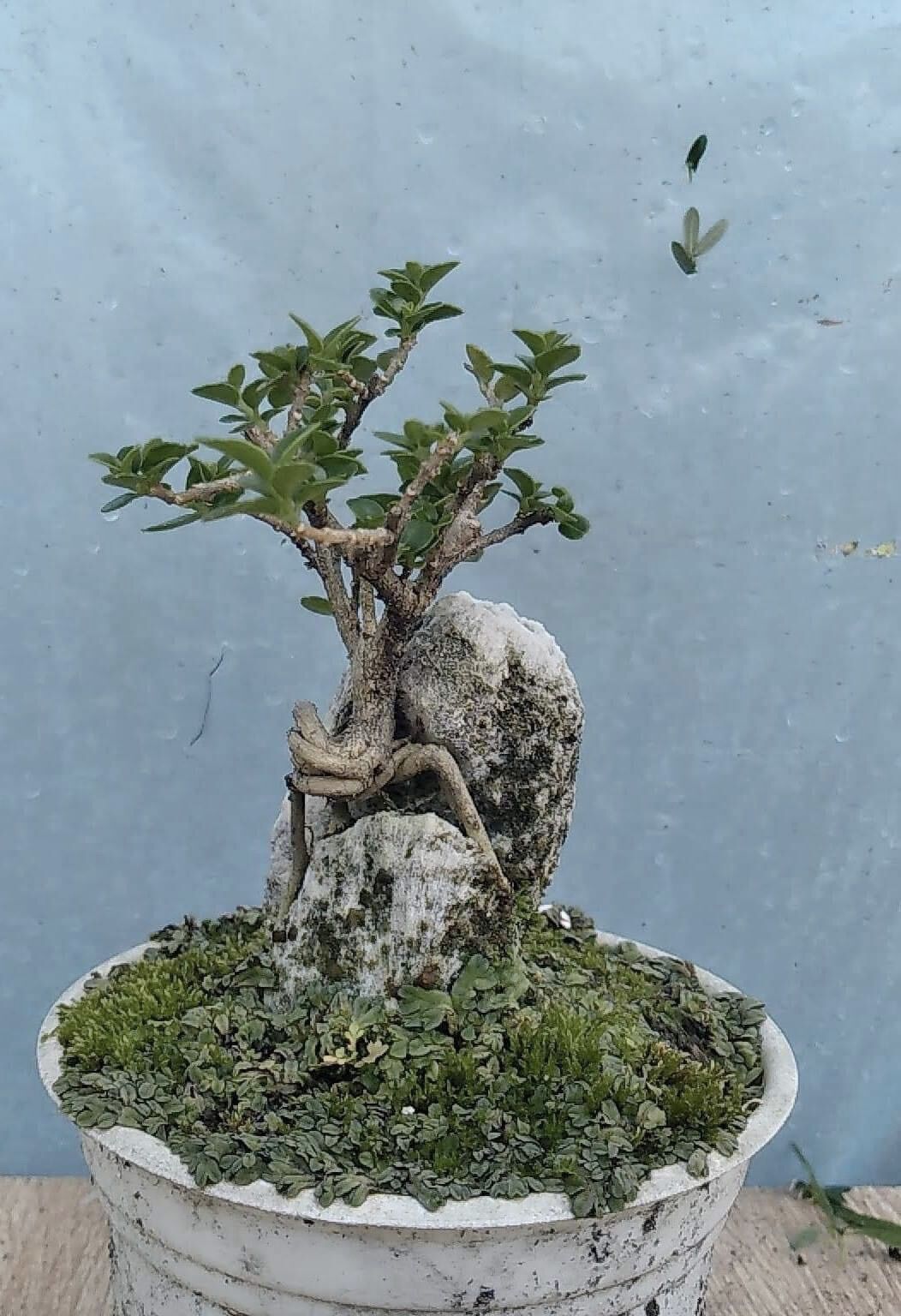 Sam hương ôm đá bonsai mini