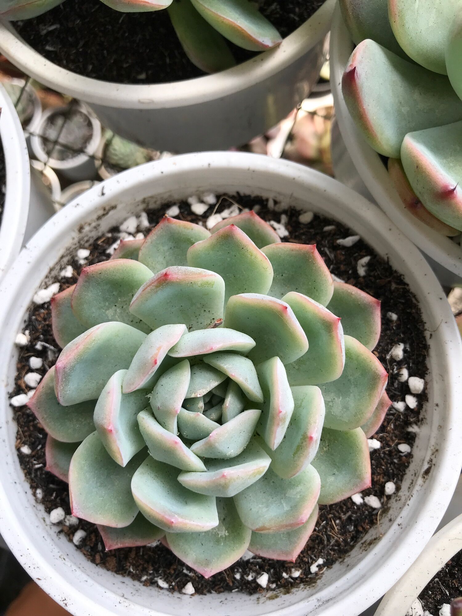 Sen đá vượt size tô 15cm đã thuần  giống mới