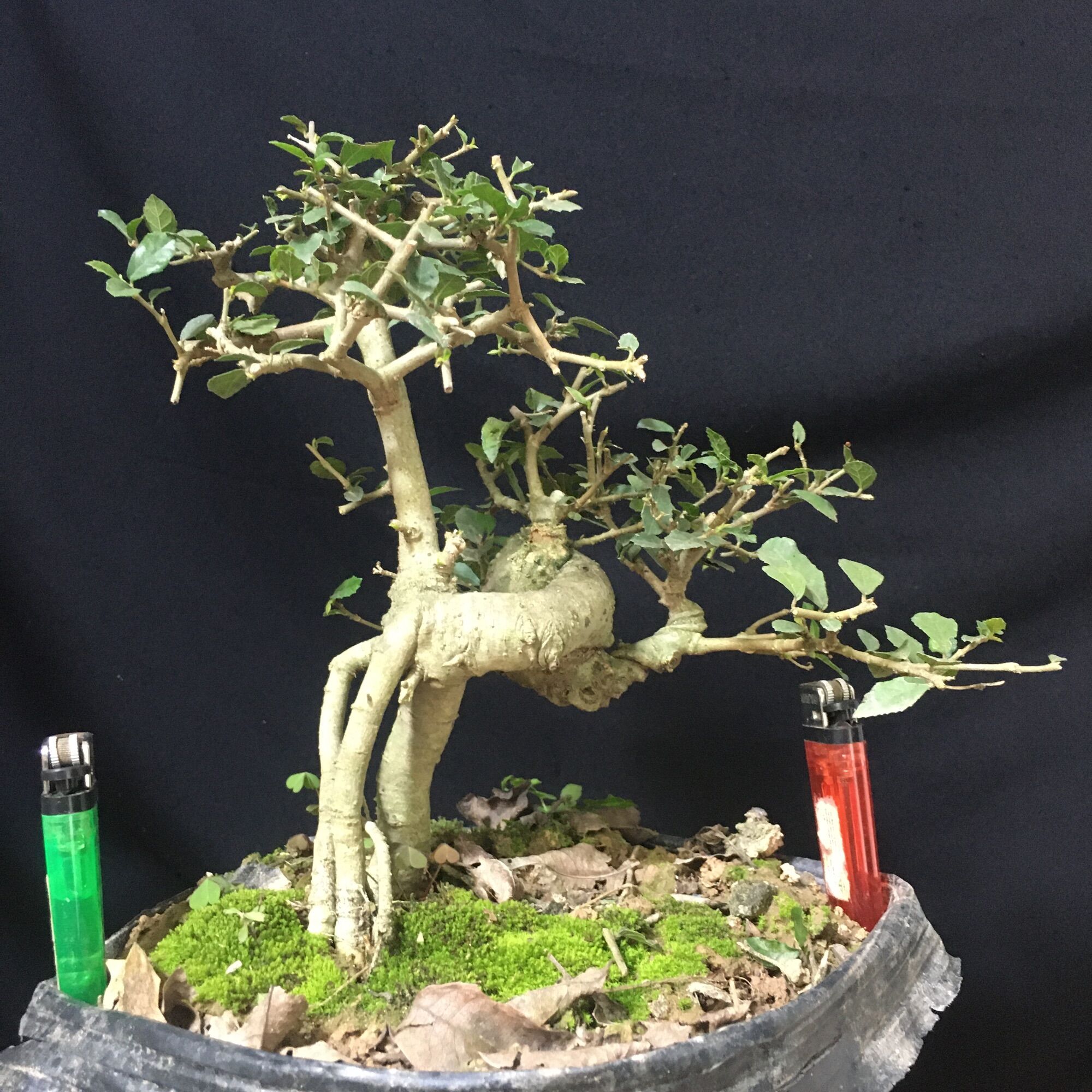 Cây duối mini. Ảnh thật của cây!