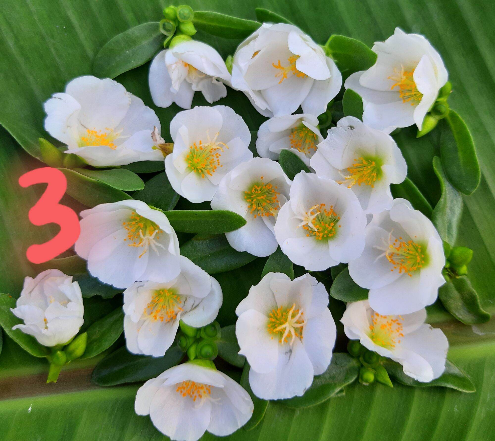 3kg CÀNH MƯỜI GIỜ SAM 15 MÀU 180K