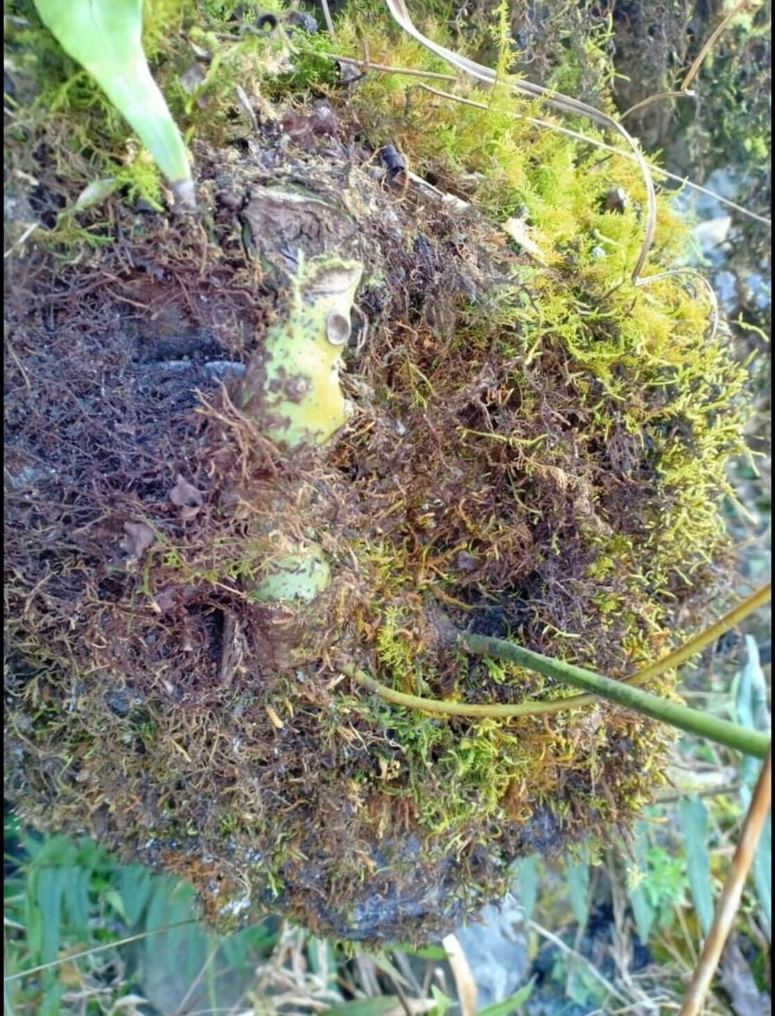 Cốt toái bổ ( tắc kè đá) khô 1kg