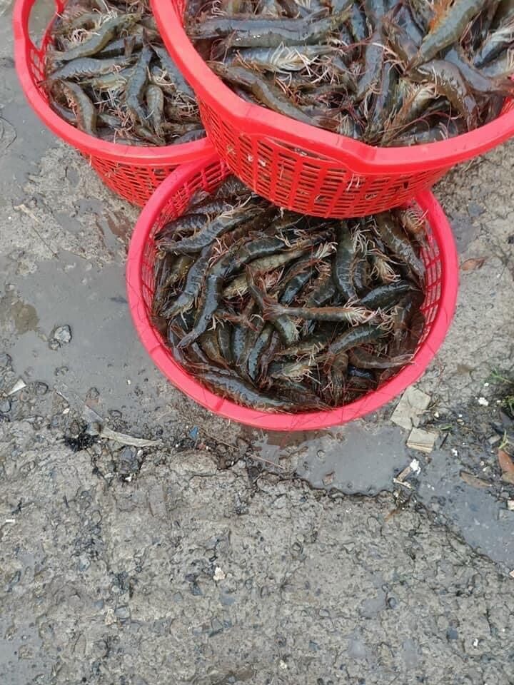 [HCM]T&ocircm tươi