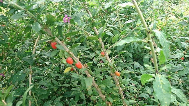 Cây câu kỷ tử