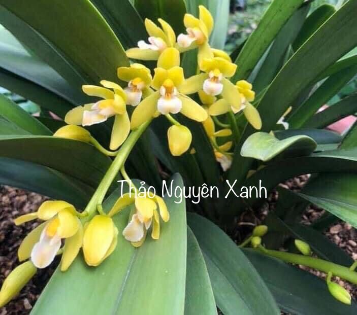 Lan Kiếm Phan Trí - hàng gieo hạt (cây con)