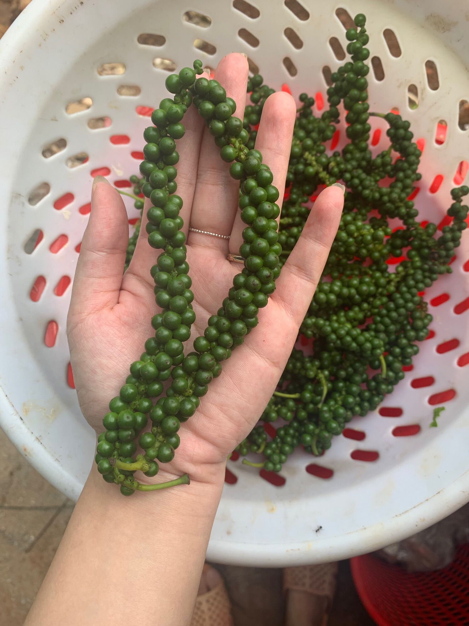 Tiêu Xanh ngâm mắm 1kg/hũ