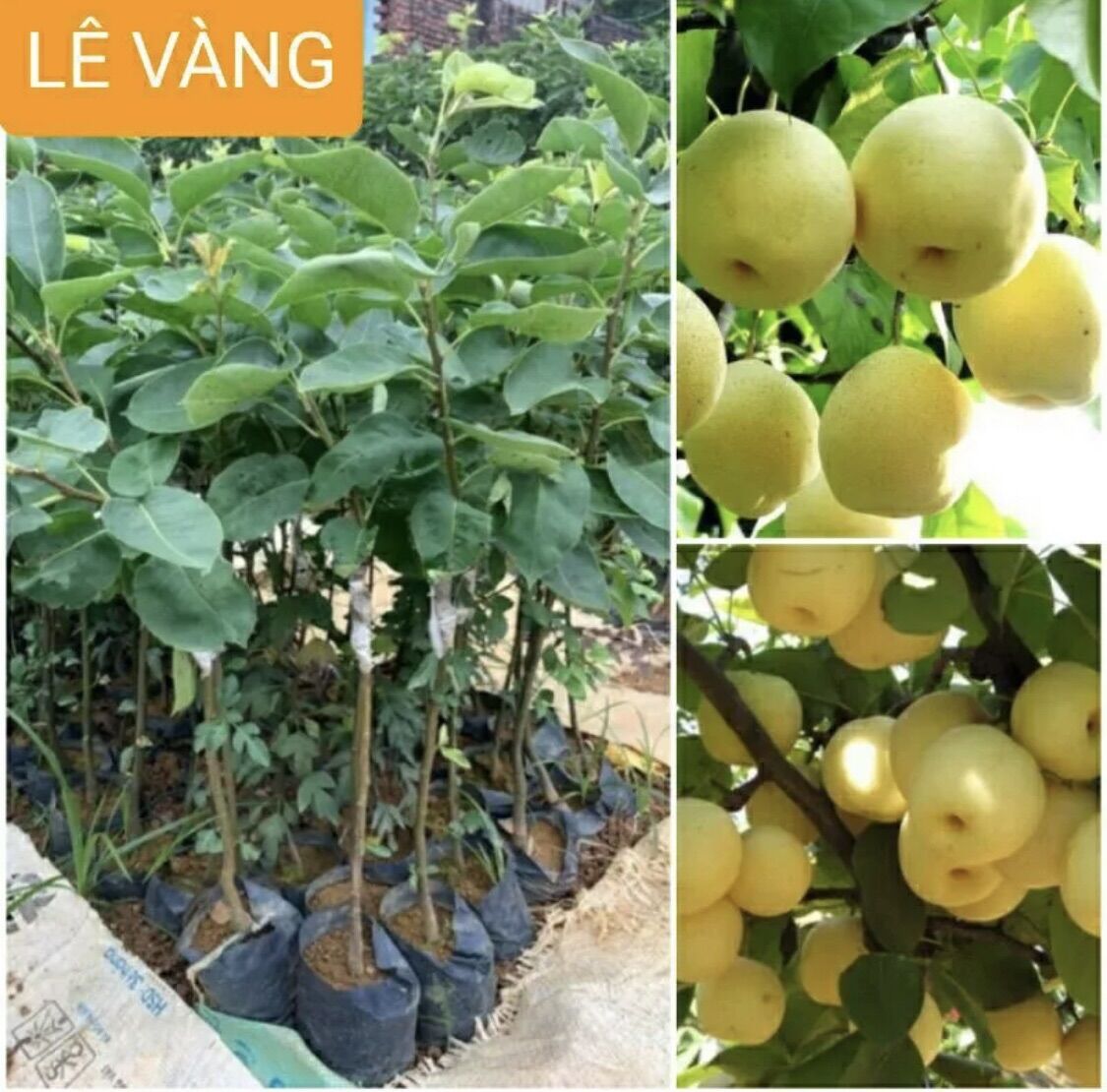 Combo 2 cây giống lê vàng ghép, cây lê, cây lê vàng giống, lê vàng
