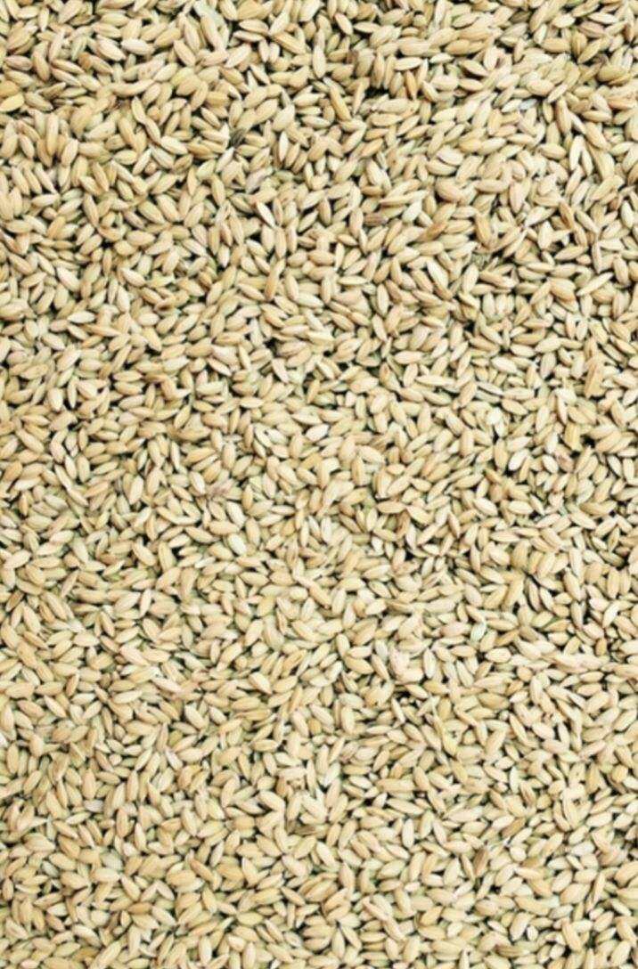 LÚA TIÊU RUỘT ĐỎ CHO CHIM, BỒ CÂU, CU GÁY