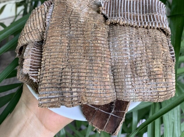 100GR Đỗ Trọng Hàng Đẹp