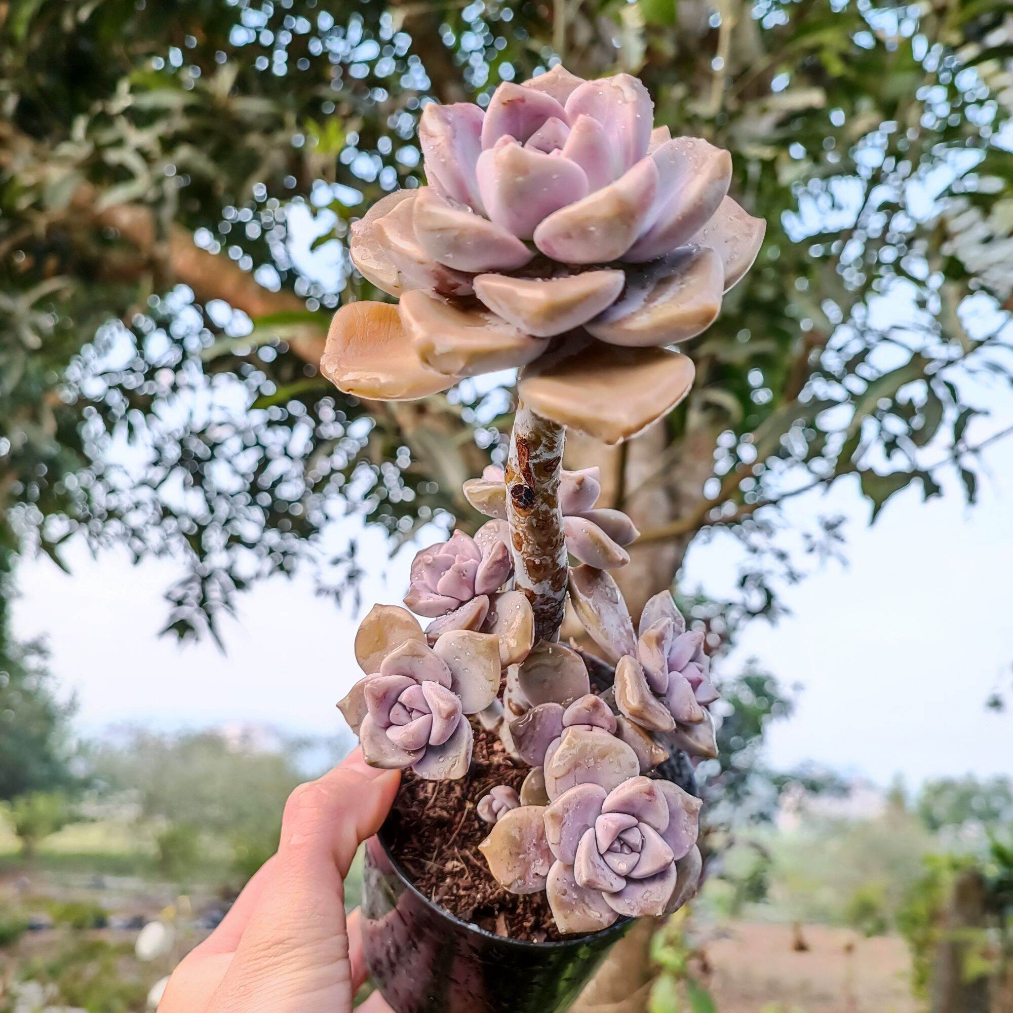 Sale Xả - Sen Đá Tím Thụ rất đẹp 😍