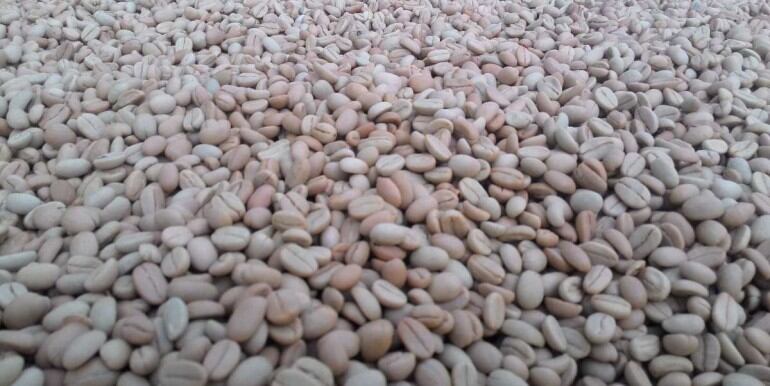 1kg hạt giống cà phê xanh lùn
