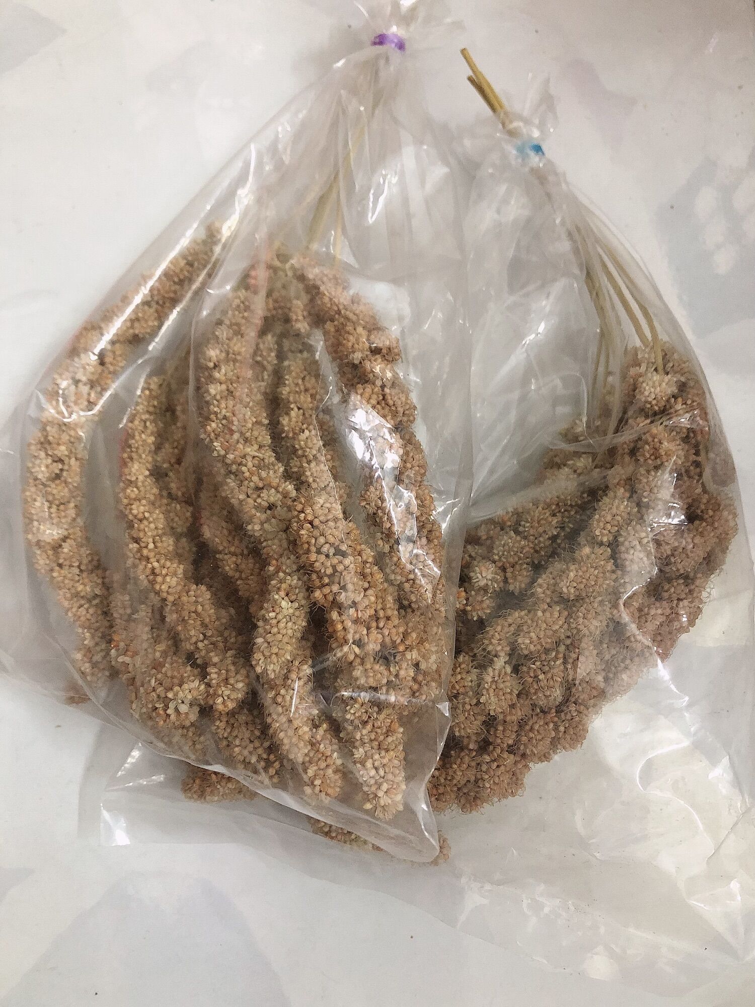 Kê chùm ăn dặm cho hamter