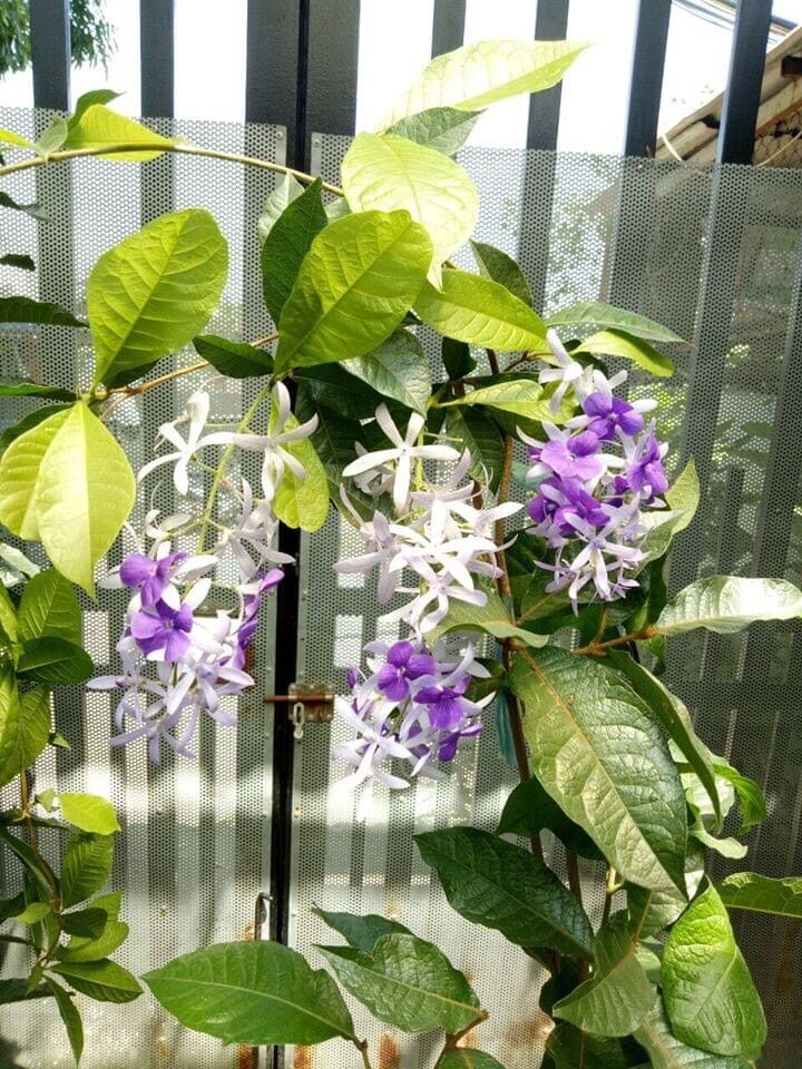 Cây mai xanh Thái bông tím (hoa chùm) - cao 70-90cm
