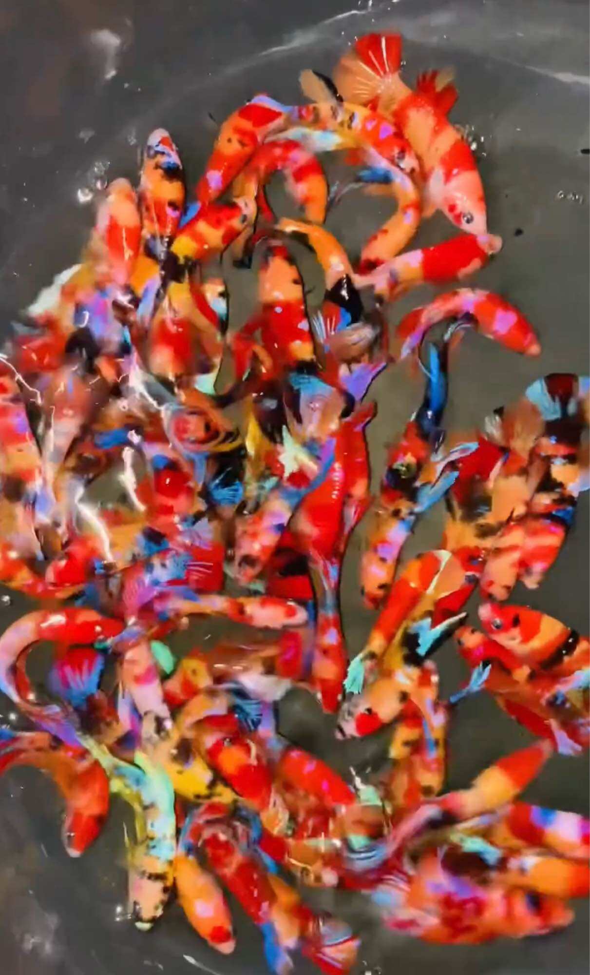 Thuỷ Betta Galaxy - hàng cao cấp