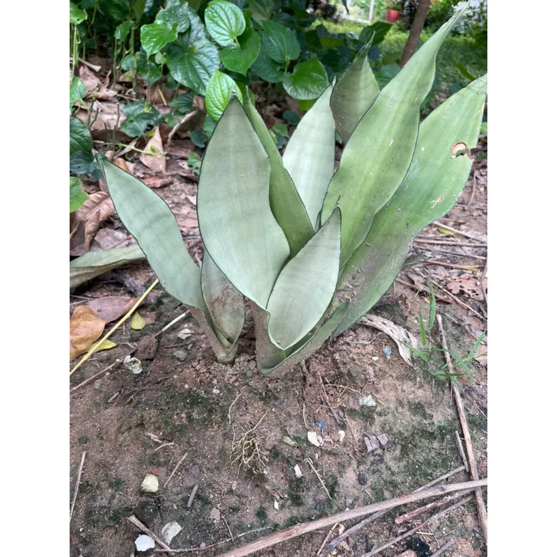 cây lưỡi hổ bạc