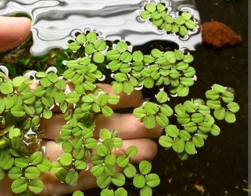 bèo tai chuột , trang trí bể thủy sinh (5 cây)