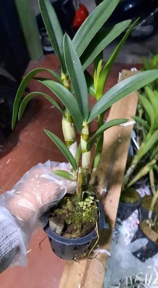 Hoa lan dendro chớp bịp - hoa thơm
