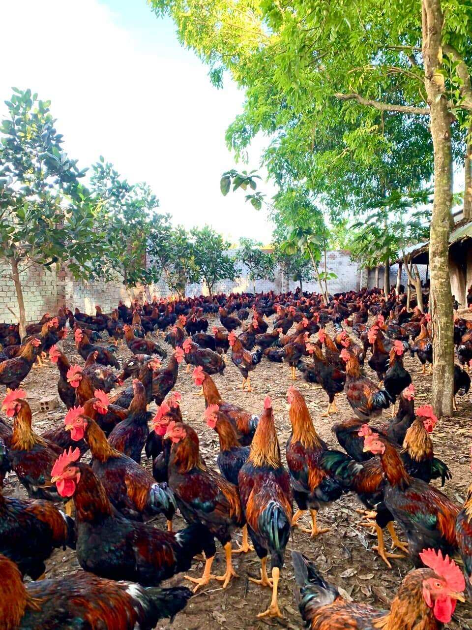 10 TRỨNG GÀ CHỌI ẤP NỞ. BAO ẤP NỞ