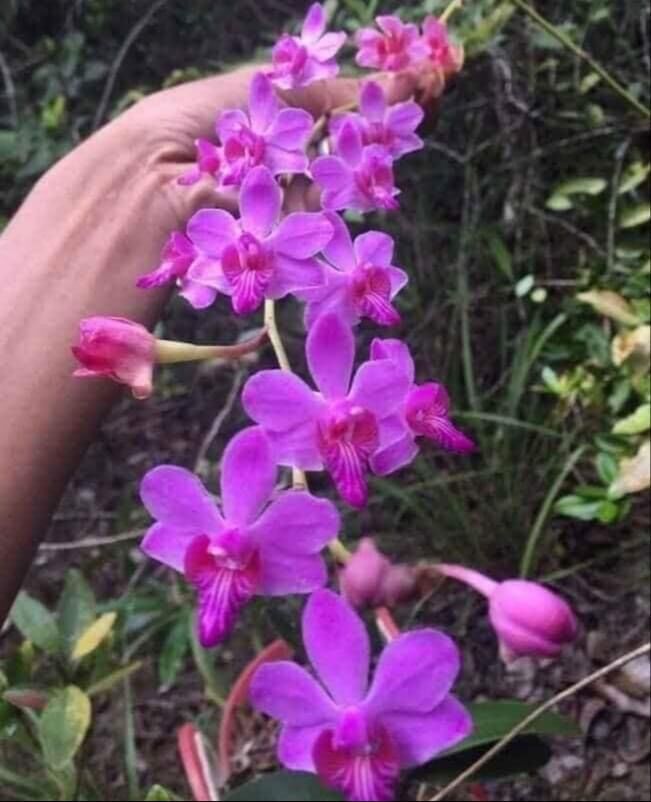 Hoa Lan hồ điệp rừng