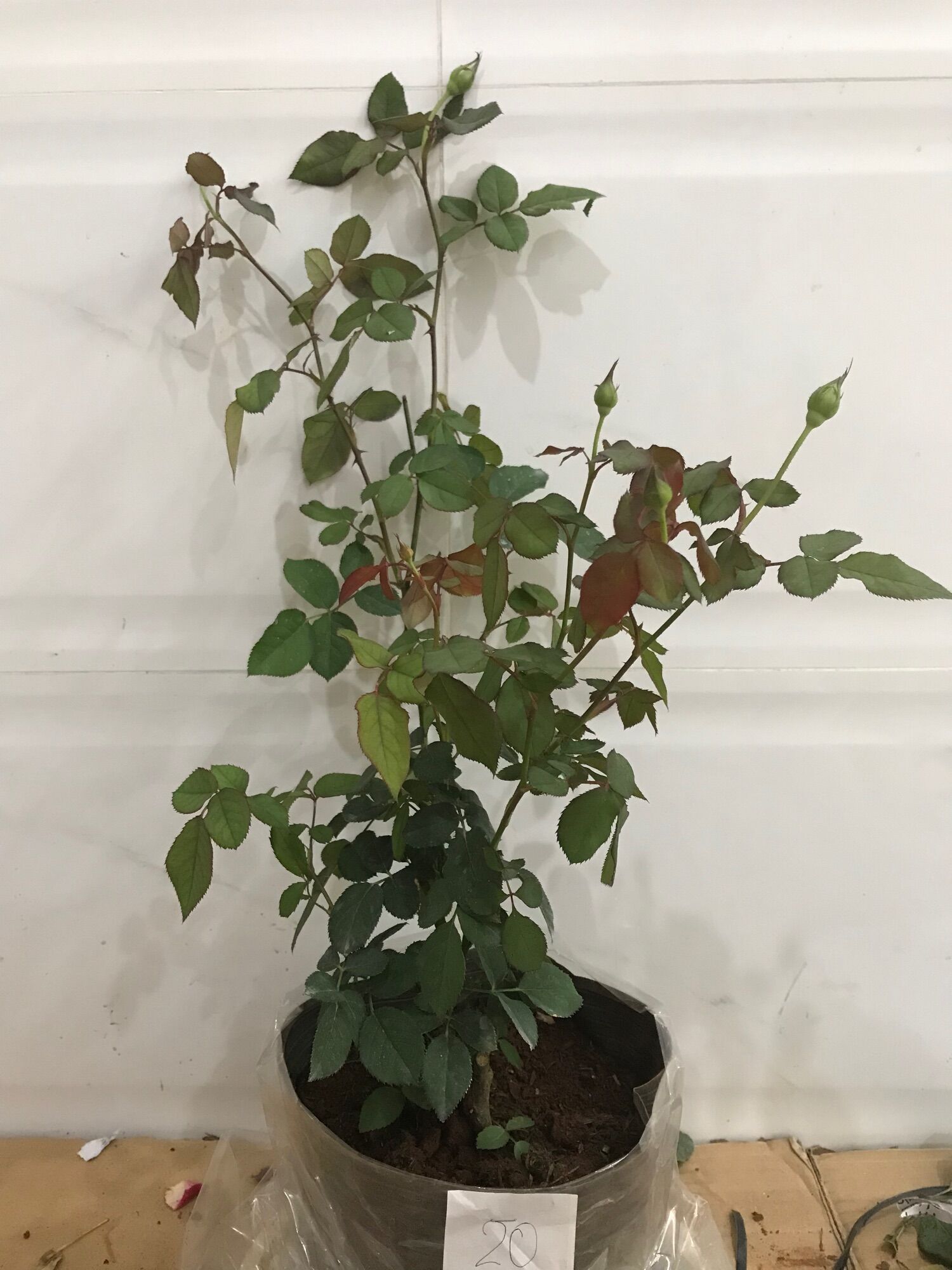 Hoa hồng ngoại Utsusemi rose