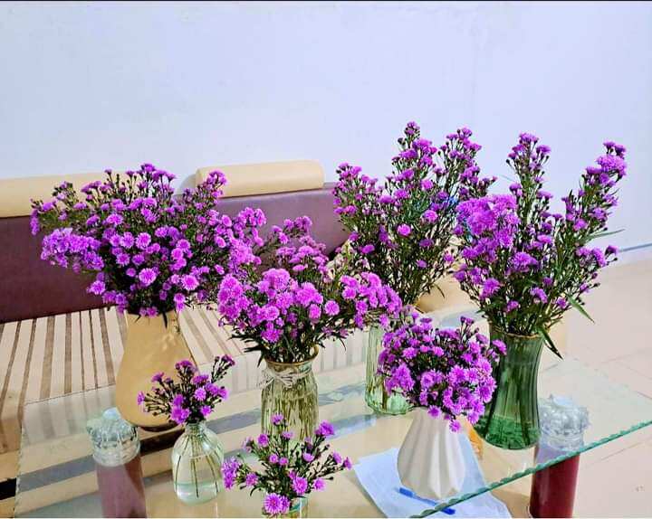 combo 30 cây giống thạch thảo