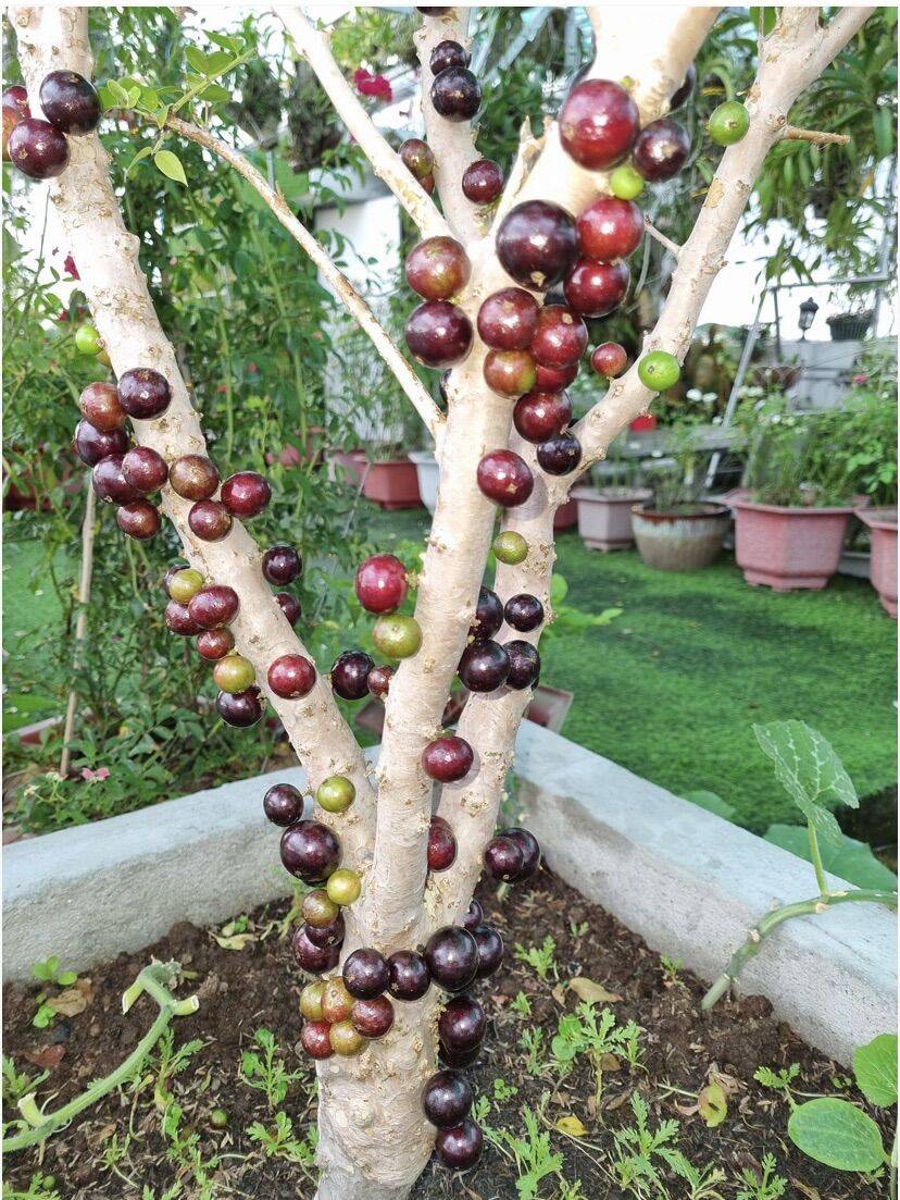 Cây nho thân gỗ cao 60-80cm