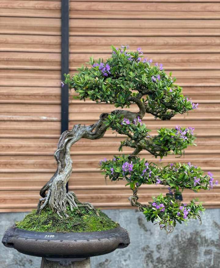 Linh sam 86 đang ra hoa