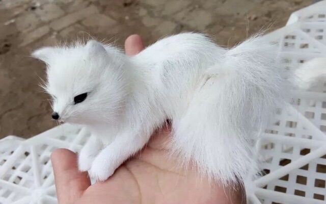 Gấu bông hồ ly cửu vỹ hồ