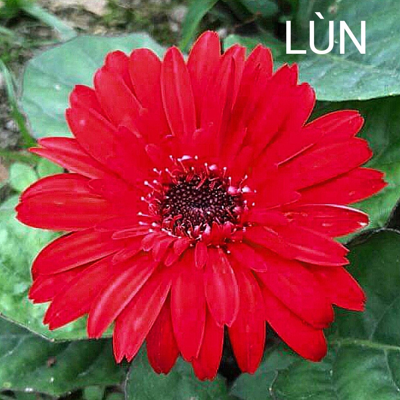 Cúc đồng tiền đỏ lùn 23
