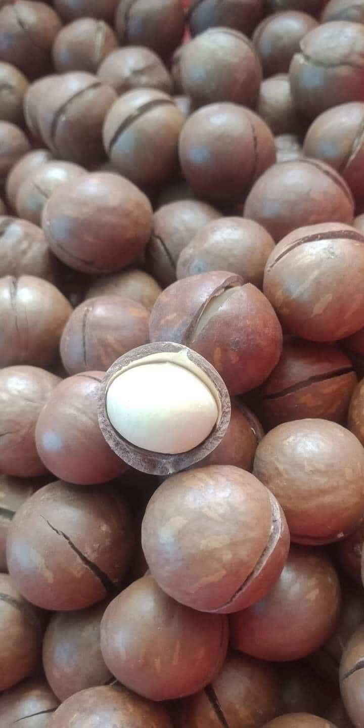 Hạt mắc ca sấy lứt vỏ(500gram)