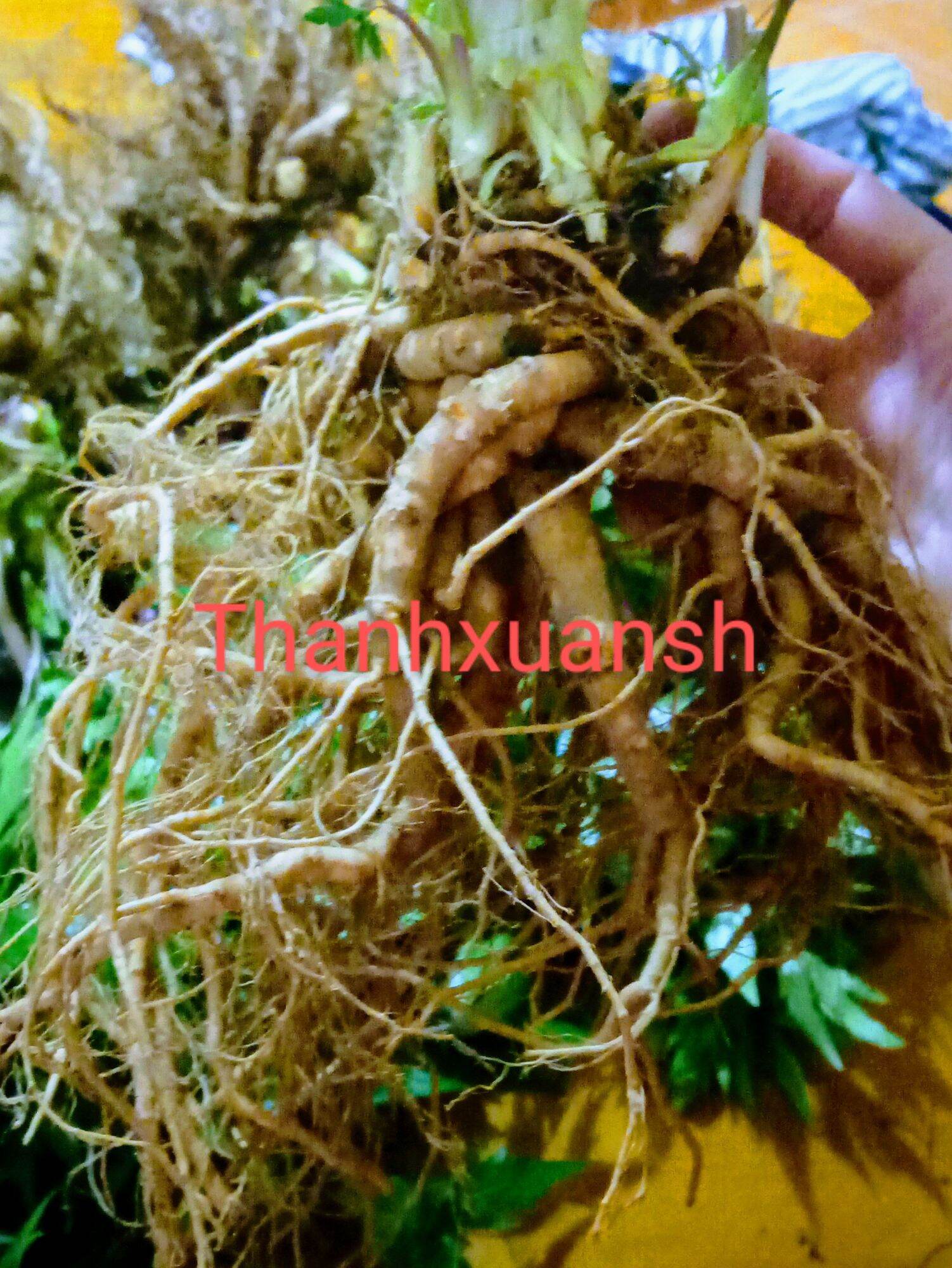 2kg Sâm đương quy  Sìn Hồ - Lai Châu