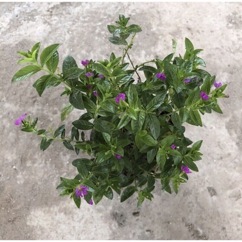 Cây Cẩm Tú mai