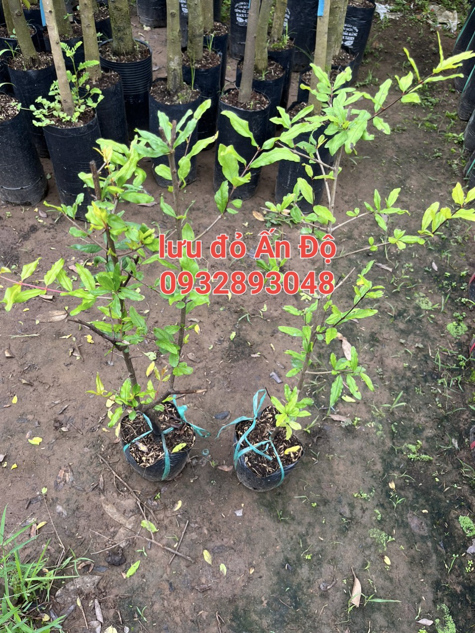 Indian Red Pomegranate Seedling Tree 50cm to 1m