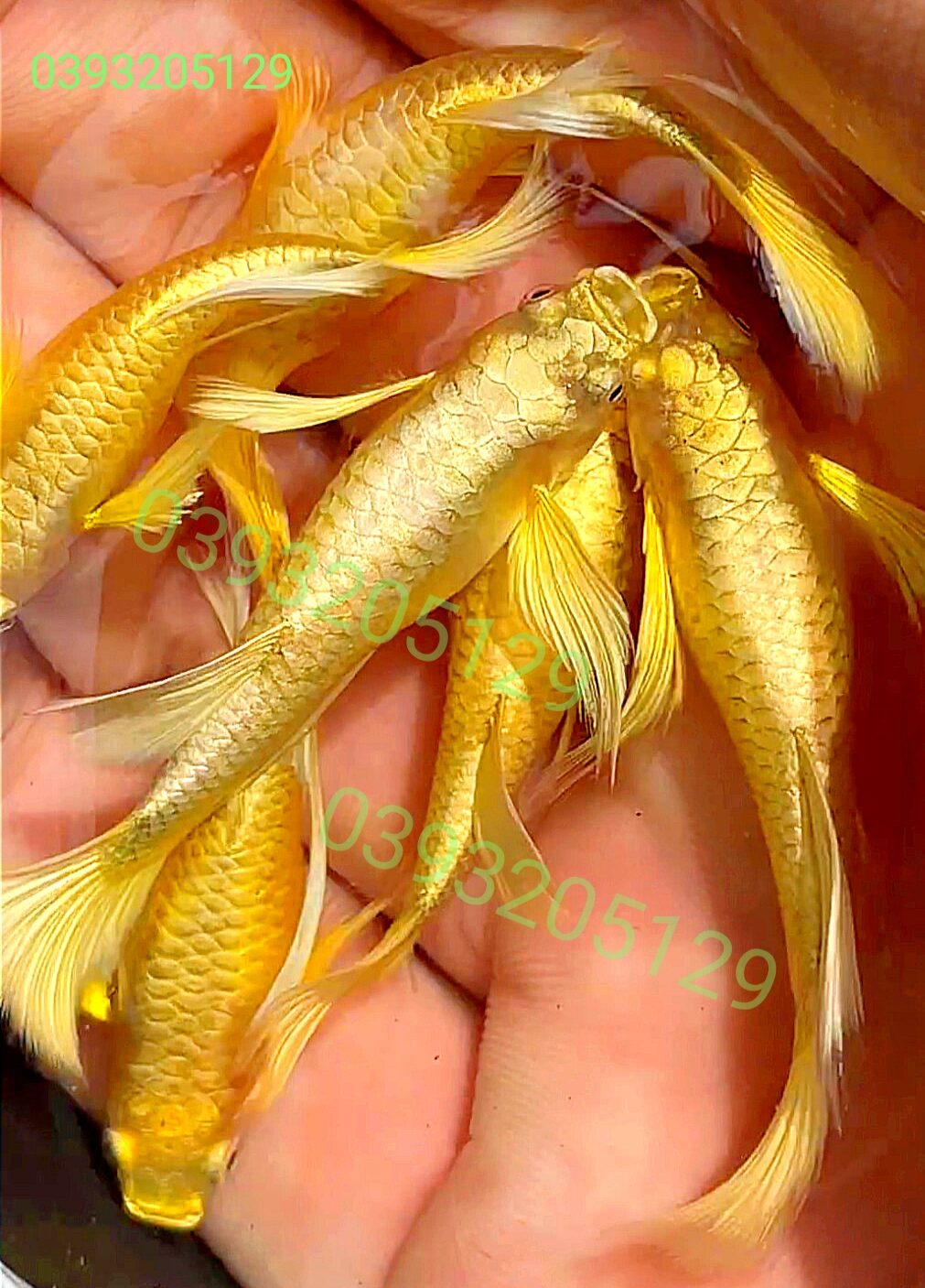 Cá 7 màu( Guppy ) Full gold rb - MixASale