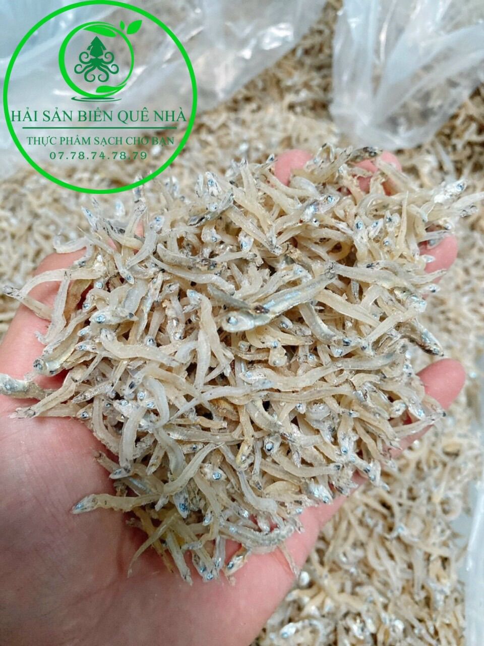 Cá cơm mồm sữa