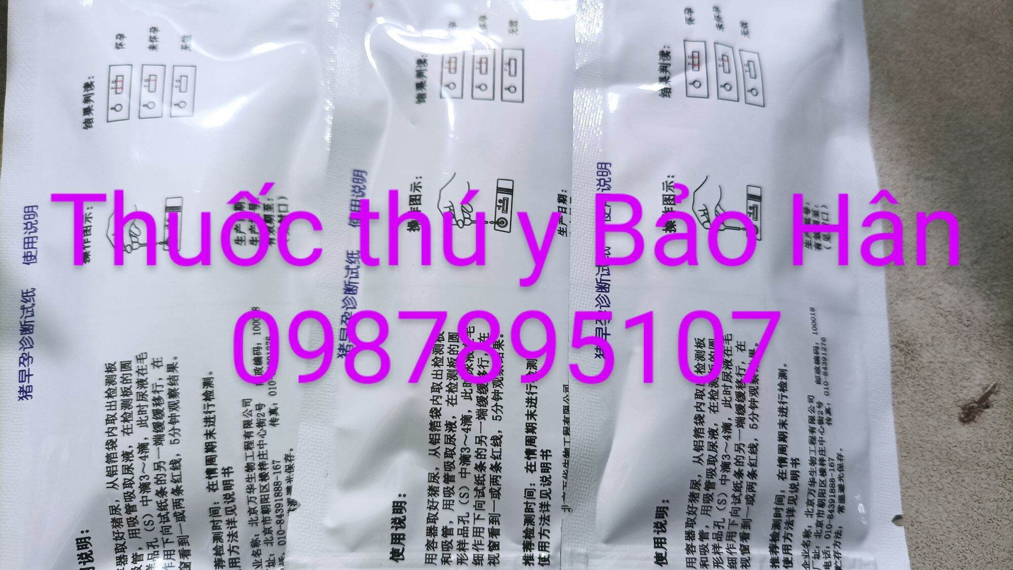 Que thử thai cho lợn