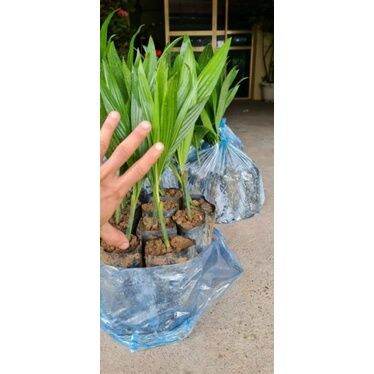 CÂY GIỐNG CAU LÙN TỨ QUÝ