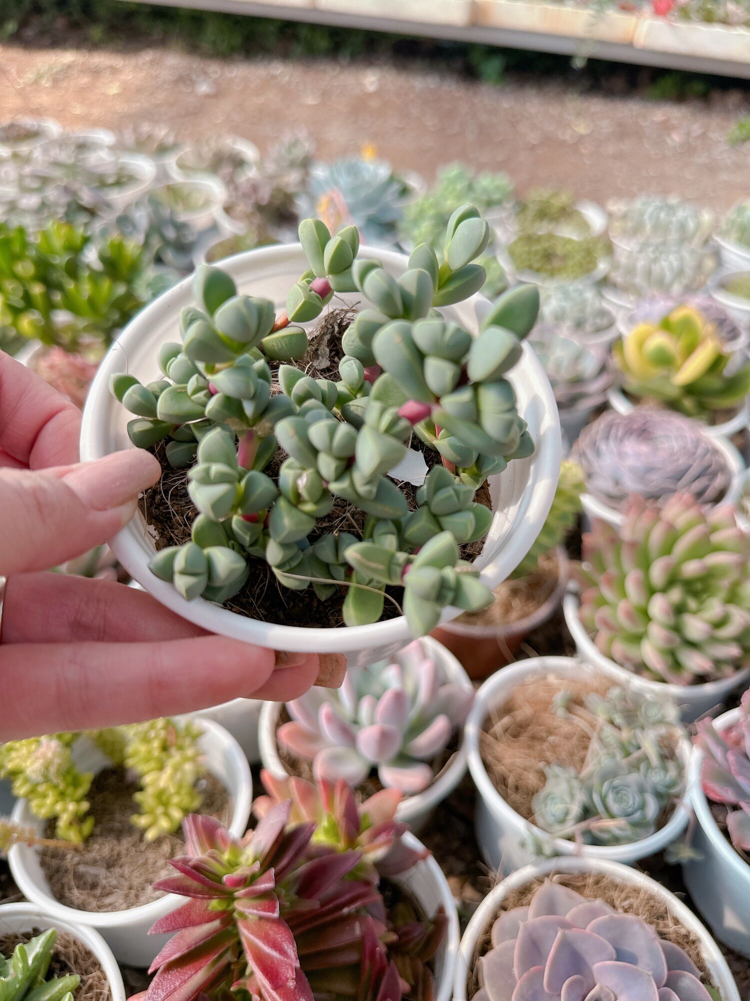 Sen đá trái tim size trung 5-7 cm đã thuần khí hậu
