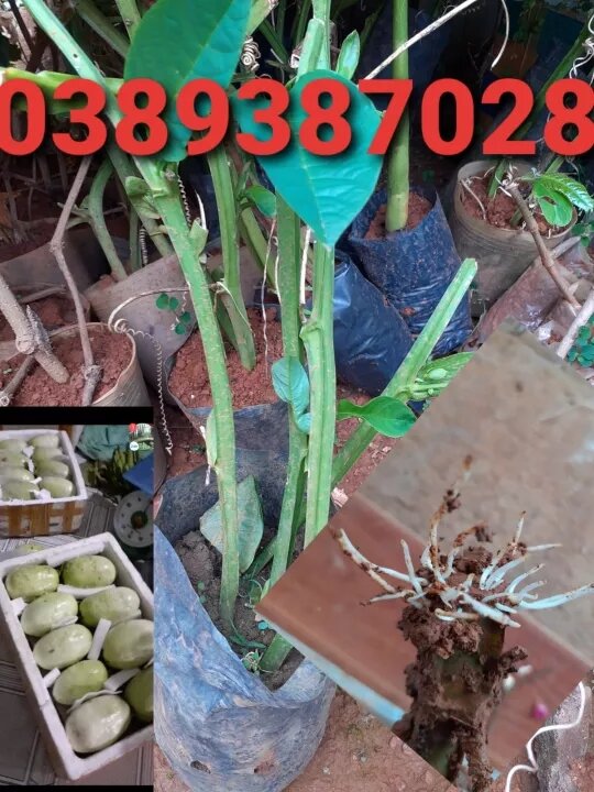 Cây dưa tây giống