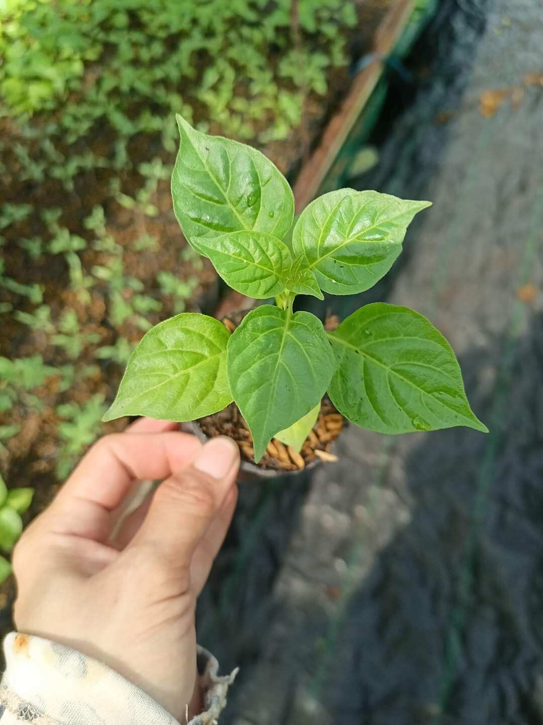 1 CÂY GIỐNG ỚT CHỈ THIÊN.