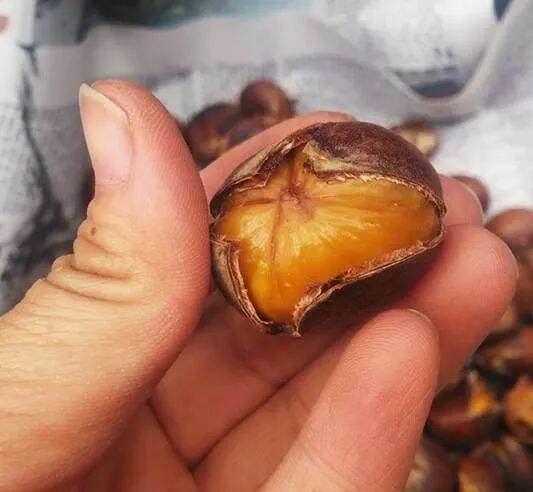 1ki HẠT DẺ TƯƠI [ loại 1 bở ,ngọt ]